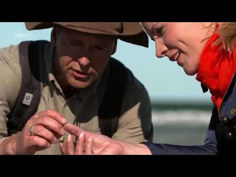 Bernsteinsuche mit Judith Rakers (aus Inselreportagen: Fischland-Darß-Zingst vom 19.9.2018)
