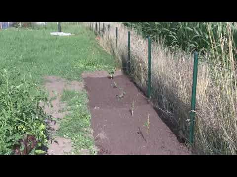 Nowa grządka dla porzeczek