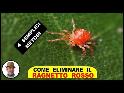 RED SPIDER MITE: 4 ways to eliminate it