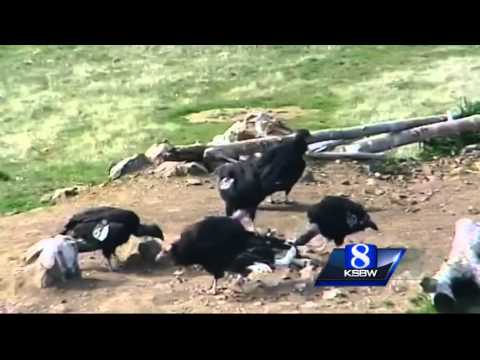 California condor that helped save species returns to wild