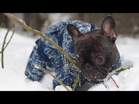 Egor Steals the Staff from the Enchanted Glade