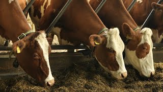 Alimentation du bétail laitier en été