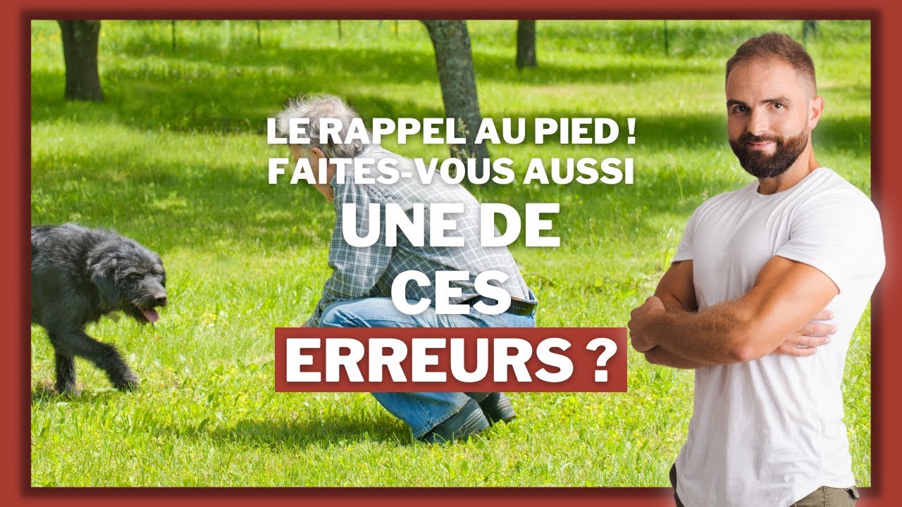 Le rappel au pied ! Faites-vous aussi une de ces erreurs ?