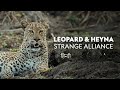 Leopard And Hyena Strange Alliance Animal Planet In Hindi Discovery