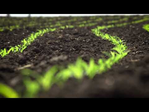 Minimize Tillage and Maximize Yields With Calmer BT Chopper® Stalk Rolls