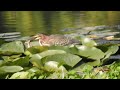 Green Heron Eating A Frog At The Arboretum Oct 3 2022