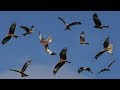 Birds Flying In Slow Motion Red Kite Bird Extravaganza