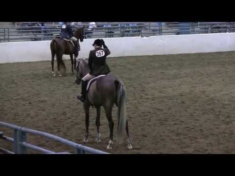Shamanism 2013 Region 3 Pre-show Half Arabian Hunter Pleasure, Limit horse