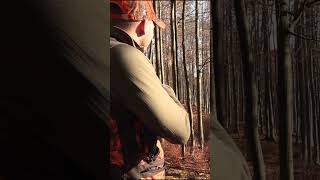 Fünf Sauen auf einen Streich #hunting #drivenhunt #wildboar