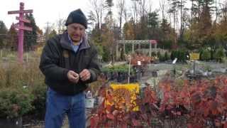 How To Winterize Shrubs And Plants