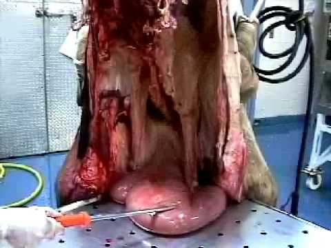 Anatomy of the bovine female reproductive tract( in both empty and gravid states).mov