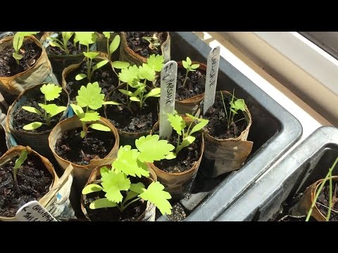 Ricks Allotment (ep112) - No Weeds Success