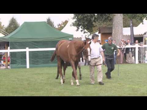 Lot 24 - M14 par SLICKLY ROYAL et TRES SEXY