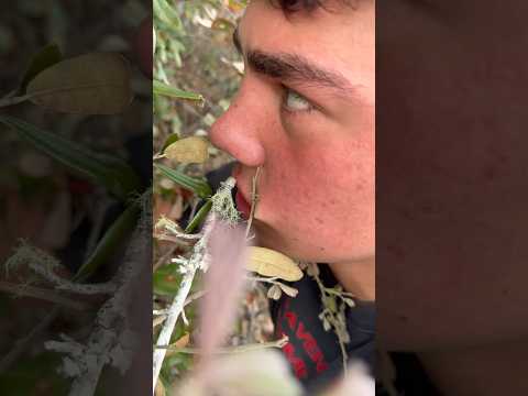 A face full of thorns trying to catch a snake!  #Snakes #reptiles #animals #herping #funny