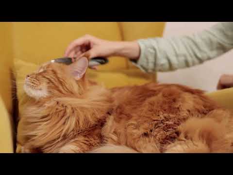 cat 😺 animal dog 🐶 parrot 🦜 #Hen