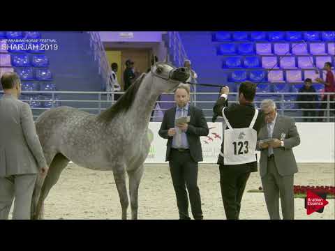 N 123 AAJILAH AL ZOBAIR   Sharjah International 2019