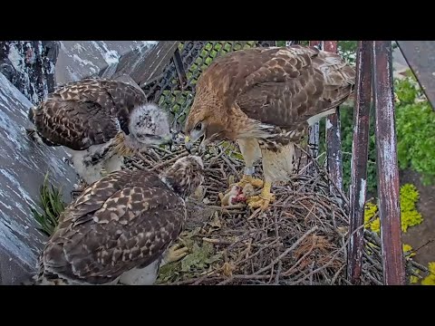 Big Red Swoops In With Stick, Offers Up Chipmunk For Dinner At Cornell Hawks Nest – June 9, 2025