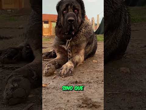 🐶 BANNED DOGS Around the WORLD