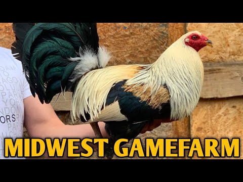 Pure Foster Greys - MIDWEST FARM