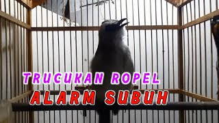 Download lagu TRUCUK ROPEL ALARM SUBUH AHLINYA MERANGSANG TRUCUK LAIN LANGSUNG IKUT ROPEL mp3