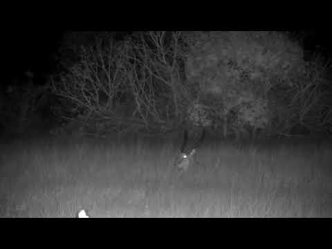 Djuma: Waterbuck bull resting in Open Area - 01:11 - 09/26/2022