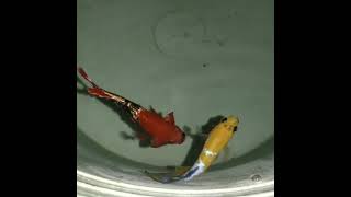 Download lagu Adu cupang sampe putus kepalanya 😁 mp3 Download lagu Adu cupang sampe putus kepalanya 😁 mp3