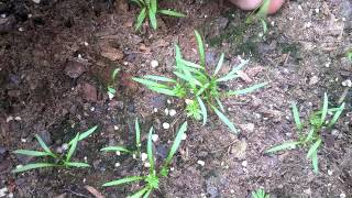 Thinning Carrot seedlings