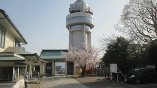 人丸山公園　桜