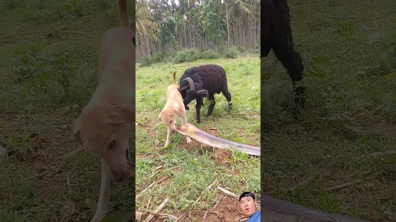 OMG😱😱😱#dog #funny #baffalo #donkey #animals #horse #shortvideo #comedy #dog