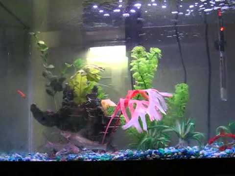 my sharks swallowing baby goldfish in 1 gulp, kinda long vid