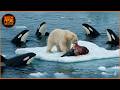 Deadliest Orca Attacks Caught On Camera Wild Animals
