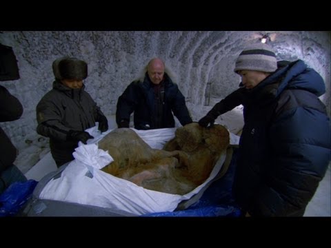 The Perfectly Preserved Frozen Yuka Mammoth Mummy - Woolly Mammoth: Secrets from the Ice - BBC Two