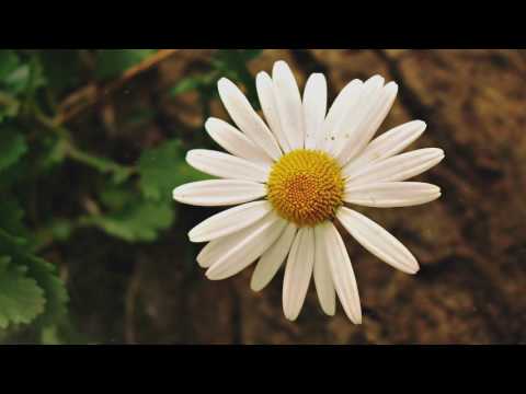 download lagu mp3 mp4 Lifetheory Daisy, download lagu Lifetheory Daisy gratis, unduh video klip Lifetheory Daisy