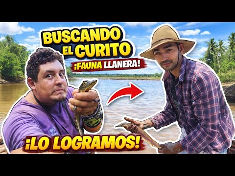 ¡ Pescando el curito en la primavera vichada !  documentando fauna llanera 