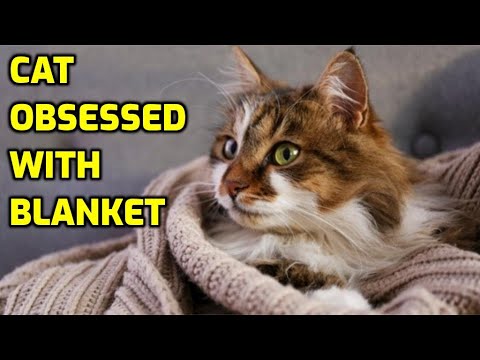 Do Cats Have Favorite Blankets? - YouTube