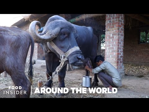Horse, Camel, Yak, Buffalo, Sahival - Unusual Milks People Drink