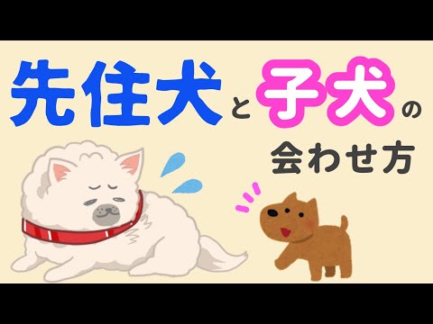 2匹の兄弟犬を飼育することはできますか?