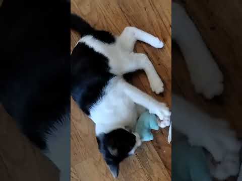 Miracle, an adoptable Domestic Short Hair in Chino Hills, CA_image-1