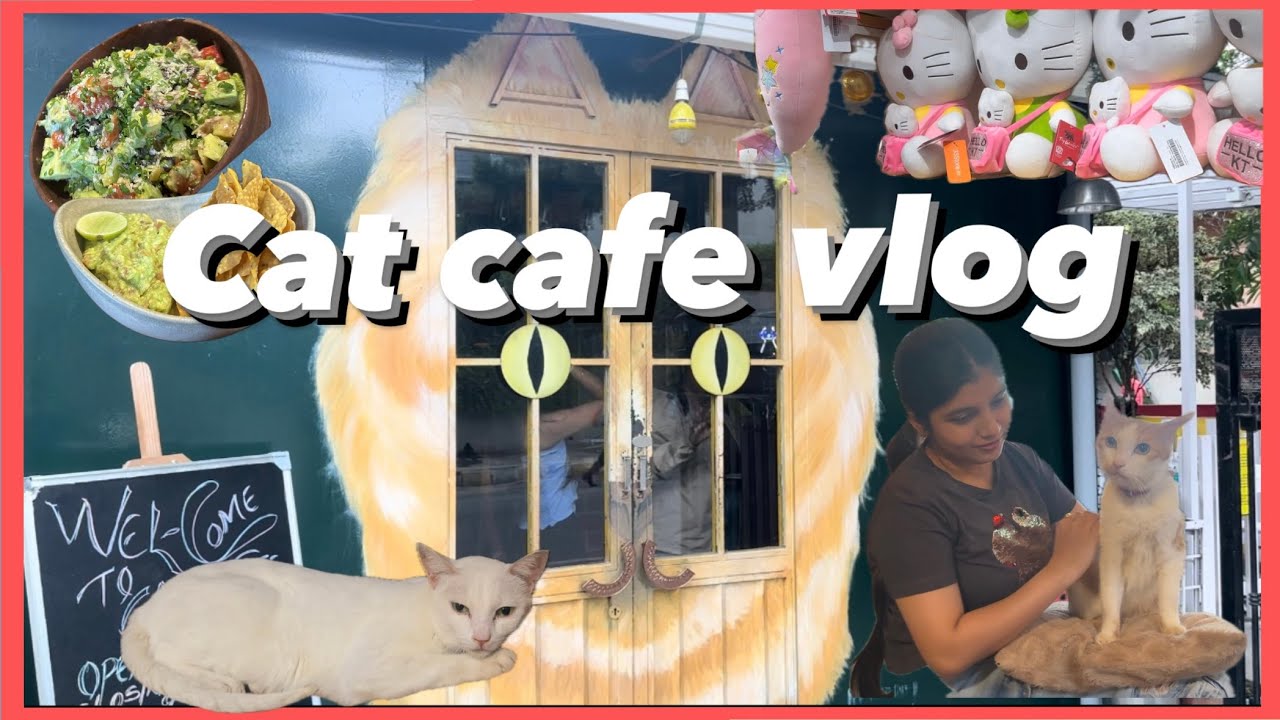 Visiting cat cafe in Bangalore 🐈| so cute | aesthetic cafe | #cat #bangalore #cafehopping #minivlog