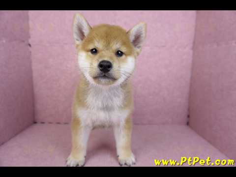 07/22赤色柴犬公幼犬(桃園中壢)