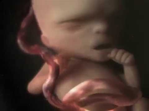 Inside the womb - How food reaches your baby