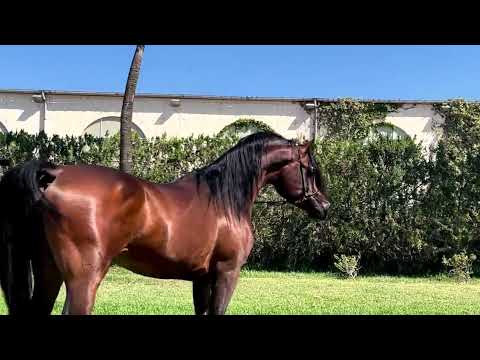 Arabian Stallion , Sq Ageeb