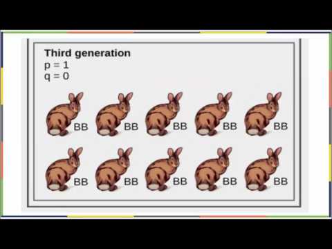 Bio 182 OpenStax Chapter 19