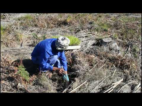 Manual planting of forest pine seedlings