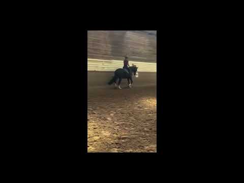 Zuchtstute tragend von Dynamic Dream