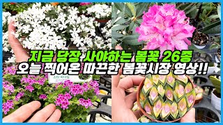 올해 대박나려고 작정한 봄꽃시장!! 꼭 사야하는 26종 봄꽃식물!! 사장님이 미쳤어요 ㅠㅠ