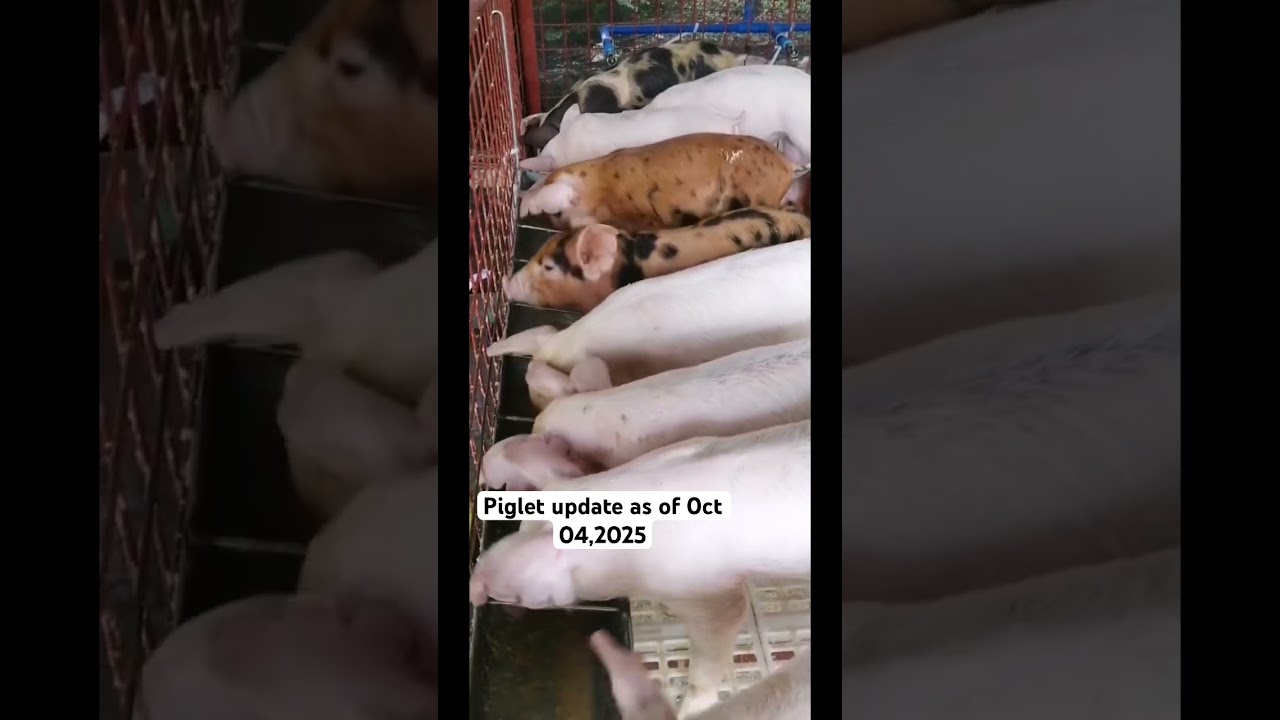 Piglets update as of Oct 04,2025 #shortsfeed #pig #backyardfarming #piglet #ahorts