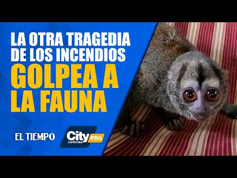 #CitynoticiasFDS 5 de septiembre: La otra tragedia de los incendios en Cundinamarca: fauna en riesgo