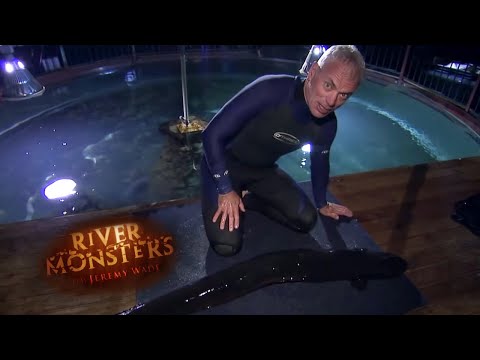 Human-Sized Longfin Eel | EEL | River Monsters
