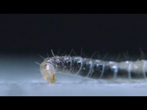 跳蚤幼虫居然长这样，让人大跌眼镜！